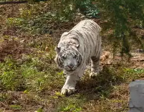 49元抢购160元济南野生动物世界门票一票通玩,限量5000张搜狐旅游搜狐网