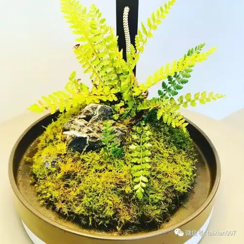 养一盆青苔,禅意清远
