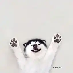 喜欢躺着拍照安静的二哈就像一只快乐的小企鹅