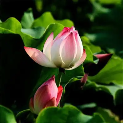 红莲花图片微信头像,好看高清红莲花图片