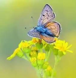 蝴蝶头像ins高级质感女