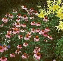 松果菊苗木供应信息万全县鲁垣花卉苗木专业合作社中国东方园艺场