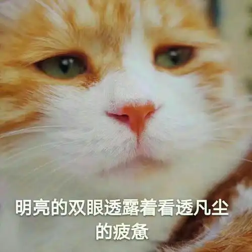 哪一瞬间让你觉得动物真的是通人性的