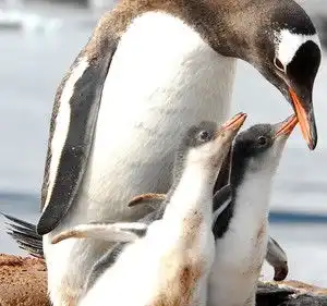 南极梦幻大陆2011年春节南游记上篇