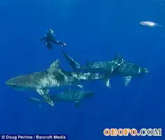 和鲨鱼一起游泳这名潜水员和死神共舞,她在没有安全笼的状态下在海底拍摄了一些世界上最致命的扑食者