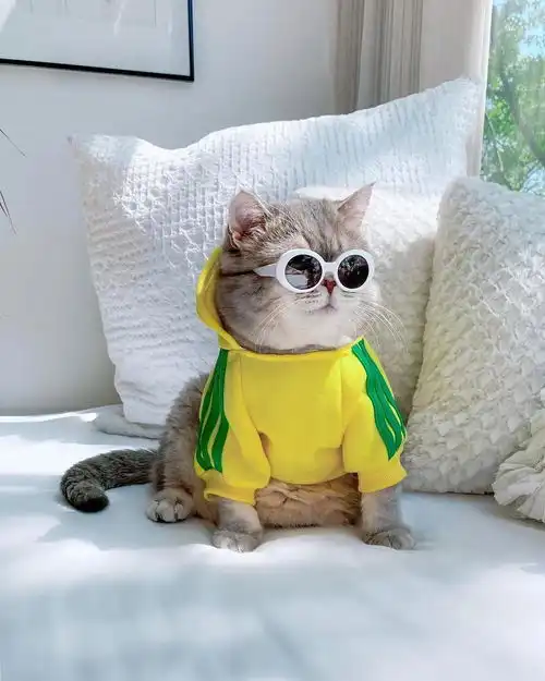 最潮最火的猫咪甜美与帅气的时尚穿搭,绝对是整条街最靓的仔