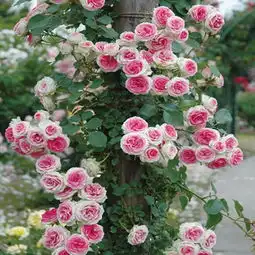 宽960像素x高960像素图片大小1024kb以内图片格式png透明底图,尺寸为960960px,png格式不超1mb