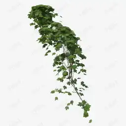 一簇绿色藤蔓垂吊植物素材图片免费下载高清png千库网图片编号9801908