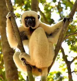 痛并快乐着马达加斯加租车游