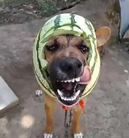 主人怕狗狗中暑,脑洞大开将西瓜扣狗子头上,狗狗不乐意了