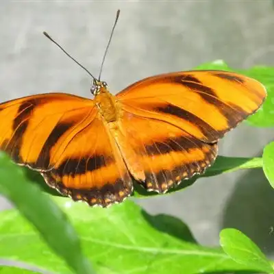 好看的蝴蝶微信头像唯美好看的真蝴蝶