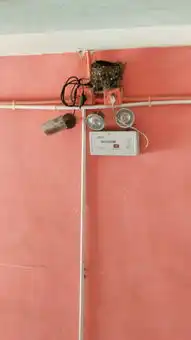 租的厂房从我们搬进来就一直有鸟巢,今天又有新驻的鸟巢燕子是吉祥预兆,会带来好运的吗