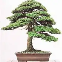 唯美好看柏树微信头像图片微信头像图片大全