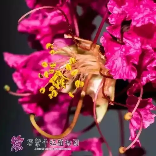万紫千红植物园紫薇花已开,一路风景如画,美爆了