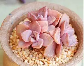 多肉植物吉普赛女郎怎么养
