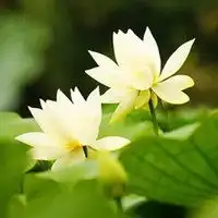 禅意修心微信头像图片大全