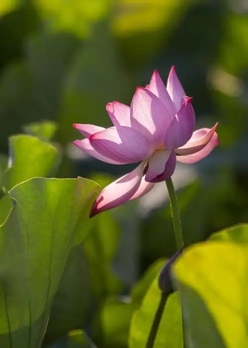 11个荷花摄影技巧,荷花照片拍好看,很简单
