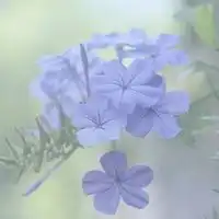 五颜六色绽放的唯美意境花朵头像,像一张张美丽可爱的脸儿