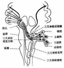 神经病学颅神经
