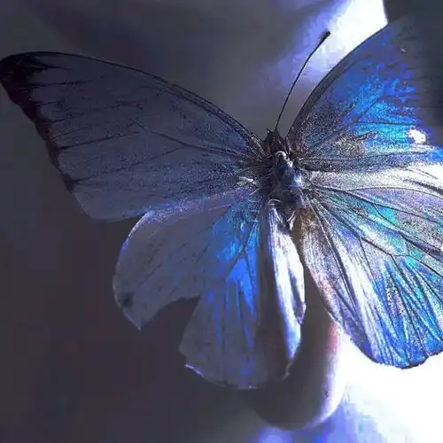 80张蝴蝶浪漫唯美背景图