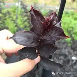 花卉旅游,你问我答