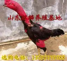 黄页88高清图片