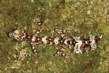 新疆活化石仙女虾霸气侧漏盘点你绝对没见过的稀有物种