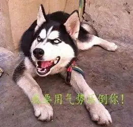 雪橇犬pk土狗,谁赢这桩奇葩事闹上昆明法庭,看完惊呆了