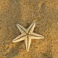 女生头像精选网站海星