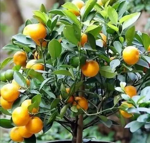 养金桔盆栽,冬天注意5点,避免出现落叶落果