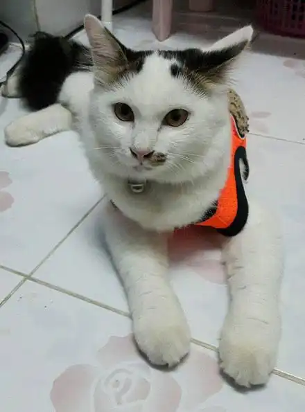 猫咪闲着无聊,一晚上抓了5只老鼠,主人的奖励把它高兴坏了