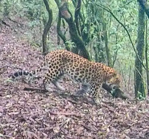 云南无量山国家级自然保护区南涧片区首次监测到金钱豹影像