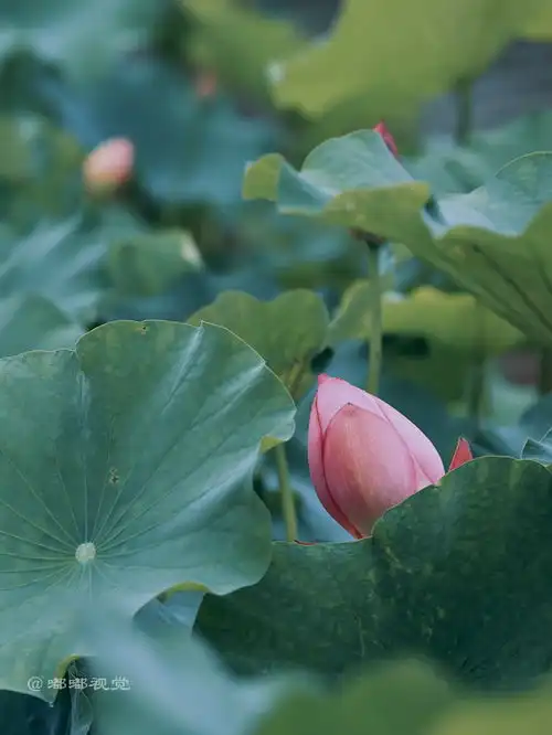 西安旅游推荐大唐芙蓉园的荷花已经开了,就等你来赏了