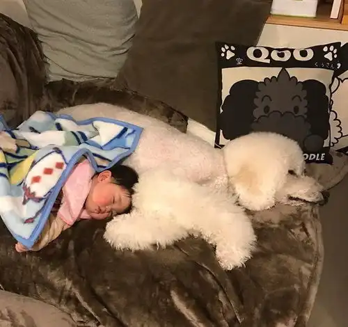 这个日本小女孩和她的宠物狗日常,把你的心都萌化了