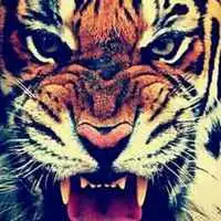 2017最新微信头像老虎图片大全