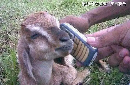 你为什么这么傻