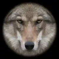 文字狼头像图片大全集微信头像图片大全