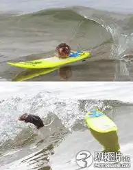 盘点全球本领高的动物宠物狗会从atm机上取钱