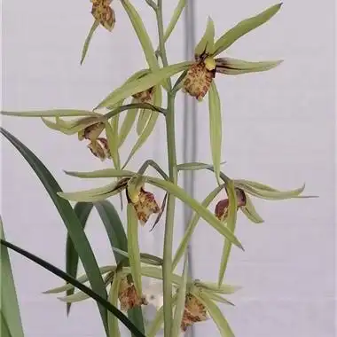 新品夏寒兰青黄花彩捧