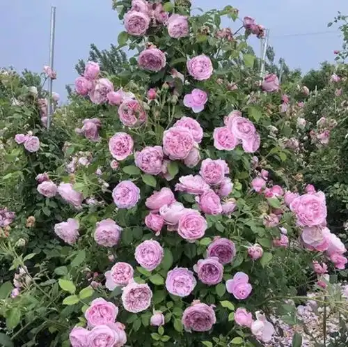 唯美带花女生头像旺盛