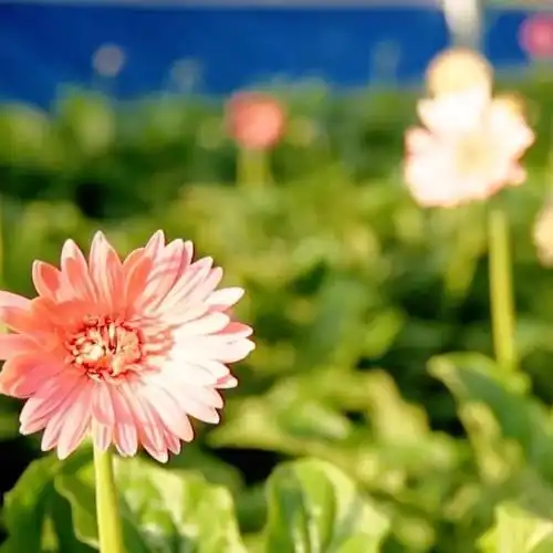 千城百县看中国福建清流花卉苗木长出振兴好风景