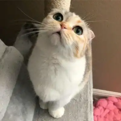 高清萌宠头像,萌萌的人见了就喜欢的小猫咪