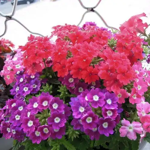 开花最霸道的美女花,夏天多晒太阳,花开的更多,一点不娇气