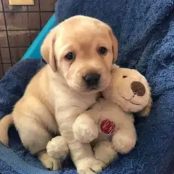 狗宝出生后该如何喂水主人应了解爱犬体质,饮水宜多不宜少