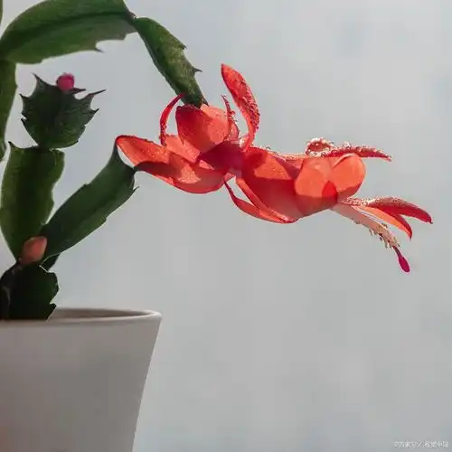 中国十大室内花卉排名