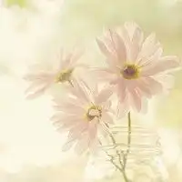 微信女生头像阳光清新微信头像图片大全