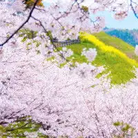 风景照头像女生唯美樱花