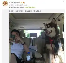 人不如狗系列努力一整年,还比不过一条狗
