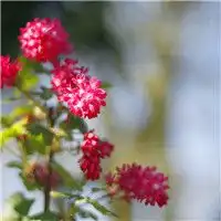 唯美带花女生头像qq个性
