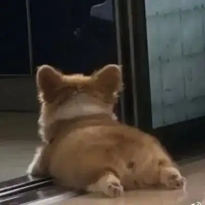 头像女生宠物绊倒